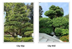 Cây khế và cây sộp tại Khu Di tích Nguyễn Sinh Sắc  thêm tuổi mới