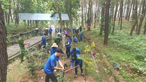 Chi đoàn Khu di tích Kim Liên phối hợp trồng 300 cây hoa Sim tại Khu mộ Bà Hoàng Thị Loan