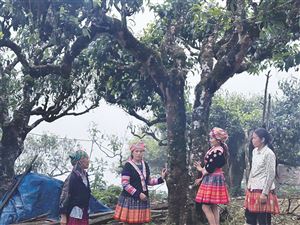 Người phụ nữ tiên phong trên đỉnh Giàng Pằng
