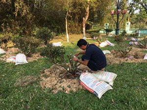 Sở ngoại vụ tỉnh Phú Thọ cung tiến cây chè cổ tại Khu Di tích Kim Liên