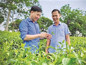 Người “đánh thức” tiềm năng từ cây chè quê hương