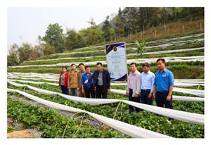 Bước đột phá phát triển nông nghiệp hàng hóa ở Than Uyên